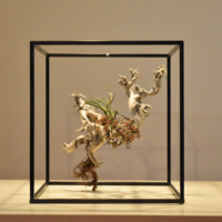 DRYBONSAI Tokyo GINZA Salonドライ盆栽レンタルサービス提供を本格開始！世界初のドライ盆栽専用サロン「DRYBONSAI Tokyo GINZA Salon」