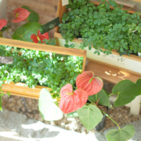 【置くだけで害虫シャットアウト！】植物や家庭菜園を守るお手入れ簡単な便利グッズをご紹介