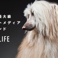 犬種特化型ペット専門メディア「dotLIFE」がブランドサイトをリニューアル！月間1,500万PVを突破