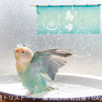 2年ぶり名古屋上陸！インコや文鳥…鳥たちの“一瞬の美しさ”が 見られる「鳥物語トリストーリー展 2023」