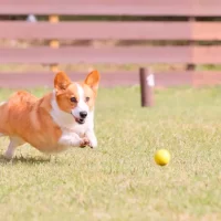 日光でワンちゃんとお花見ができるドッグラン付きグランピング！ お花見＆バーベキューが楽しめる新プラン