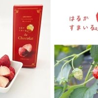 もったいないを美味しく解決！規格外いちごを使用した 「はるかすまいる de Chocolat」を 2025年１月17日(金)販売開始