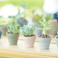 観葉植物やナチュラル雑貨・ヴィーガンスイーツを 取り扱うBe greenside　 グリーンウェルネスを提案するお店が埼玉に4月12日オープン