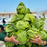 ＼GWは山梨の「道の駅なんぶ」に行こう！／ キャベツの抱え込みや野菜の詰め放題！南部茶の詰め放題も実施！ ほかにも大抽選会やじゃんけん大会などイベント盛りだくさん
