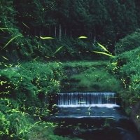 【初夏の風物詩】津和野温泉の旅館が“ホタル観賞ツアー”を無料開催！ 各日先着20名様限定｜2025年6月6日～6月22日