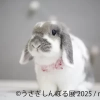 ＼祝9周年／“うさぎの魅力”が詰まった作品展示＆限定グッズ、 さらにワークショップまで！「うさぎしんぼる展 2025」 9月19日(金)～10月13日(月・祝日) 東京にて開催
