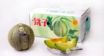 “幻のメロン”銚子メロン、 6月1日今季出荷開始　銚子の初夏の風物詩