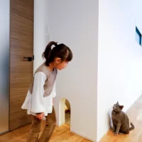 しっくいの壁は、猫にもやさしい。 野村工務店がペットと暮らす住まいの知見を公開